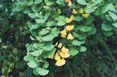 Ginkgo Biloba Benefits Uses And Side Effects Whats Up Wellness