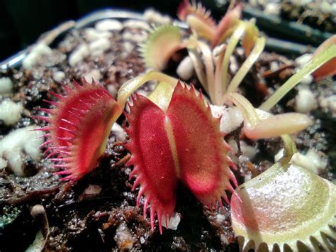 Dionaea Muscipula Boutique De Plantes Carnivores Eden Carnivore