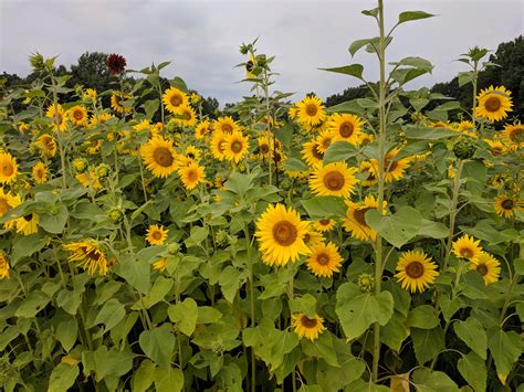 Sunflower Festival