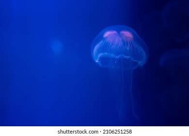 Closeup Sea Moon Jellyfish Translucent Blue Stock Photo