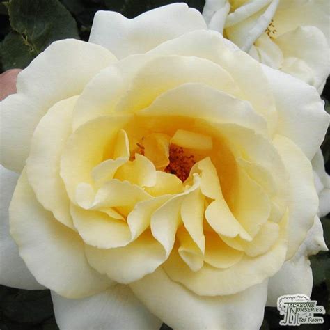 Buy Rosa Elina Hybrid Tea Rose In The Uk