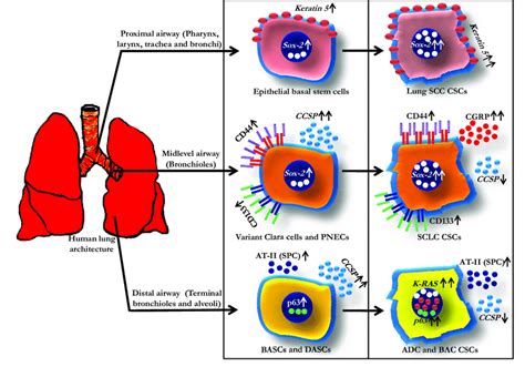 Normal Lung Stem Cells And Their Cancer Stem Cell Counterparts In Human