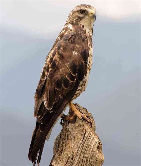 Las aves migratorias están de visita en Colombia Semana