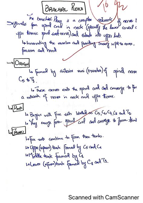 Solution Brachial Plexus Notes Studypool