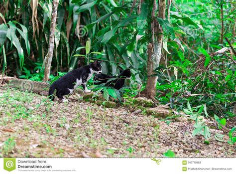 Cats On And Under A Table Royalty Free Stock Image