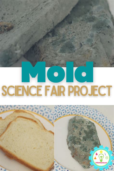 Easy Science Bread Mold Experiment