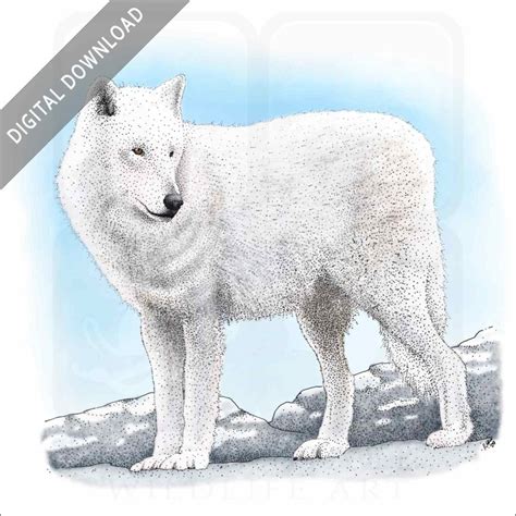 Arctic Wolf - Signed Fine Art Print