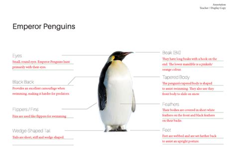 Emperor Penguins - Information Text and Classification | Teaching Resources