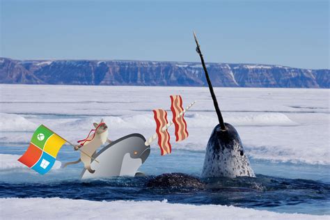 Narwhal By Michael Gillett Wallpapers Wallpaperhub