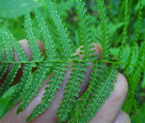 Massachusetts Fern Sori Thelypteris Simulata Jackson Co W Flickr