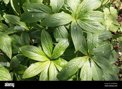 Hellebore Leaves Hi Res Stock Photography And Images Alamy