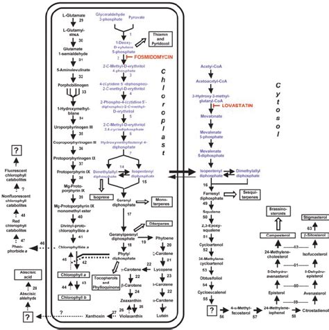 Overview Of Isoprenoid Metabolic Pathways Localized To The Cytosol And Download Scientific