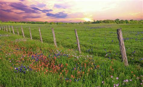 Glorious Wildflower Sunset Photograph By Lynn Bauer Fine Art America