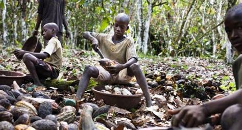 Ilo Cautions Nigerian Gold Cocoa Buyers Of Impact On Child Labour