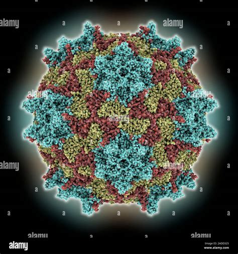 Black Queen Cell Virus Capsid Computer Model Showing The Capsid