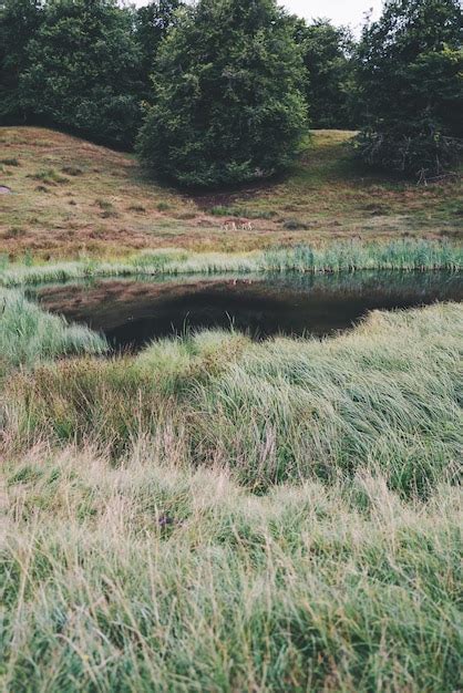 Premium Photo Deer By The Lake