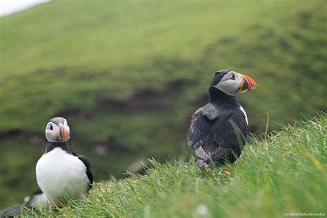 Mykines En Islas Feroe El Mejor Lugar Para Ver Frailecillos Info