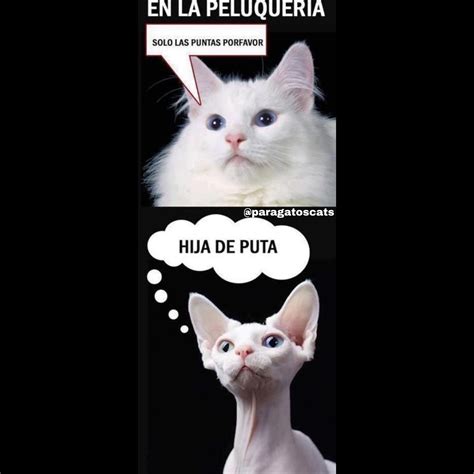 Memes De Gato Memes De Peluqueras Meme Gato Memes Divertidos Memes