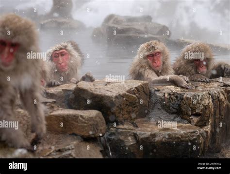 Snow Monkeys Bathing In Hot Onsen Snow Monkey Park Jigokudani Nagano Japan Stock Photo Alamy