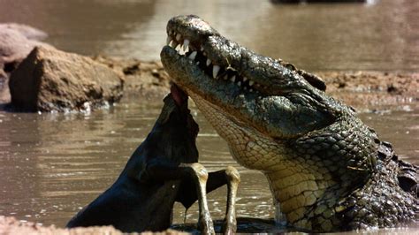 Crocodiles Revealed National Geographic Channel Asia