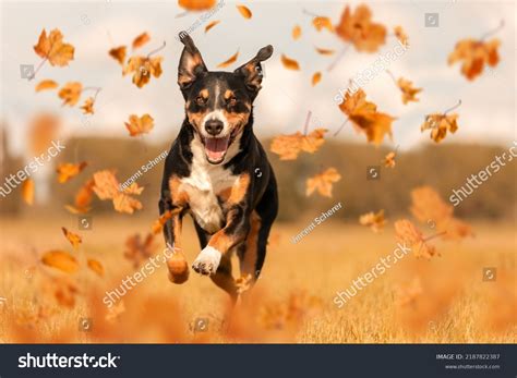 44,656 Funny Jump Dog Images, Stock Photos & Vectors | Shutterstock