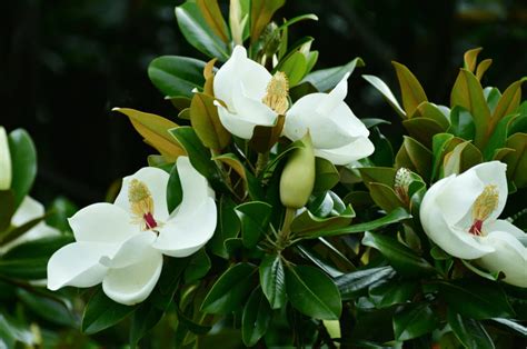 8 Top White Flowering Trees in Australia - Yard Work