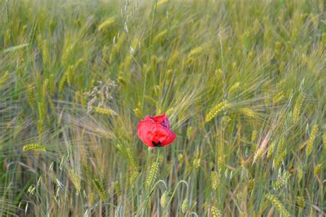 Opium Poppy Jagung Alam Foto Gratis Di Pixabay Pixabay