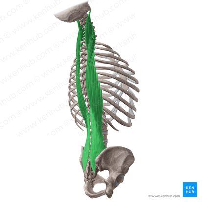 Longissimus: Origins, insertions, innervation and actions | Kenhub