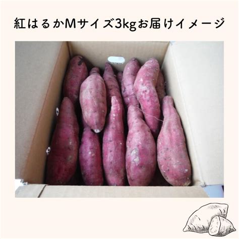 【楽天市場】送料無料 紅はるか Mサイズ 3kg さつまいも 鹿児島県産 国産 野菜 常備野菜 保存野菜 生芋 ギフト 熟成 人気 食べ物