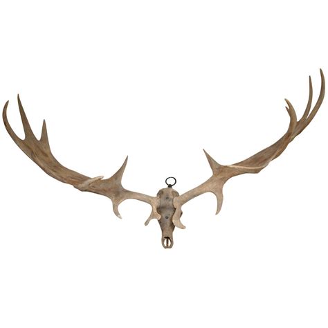 A Monumental Pair Of Irish Elk Antlers At 1stdibs
