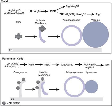 Crosstalk Between The Secretory And Autophagy Pathways Regulates