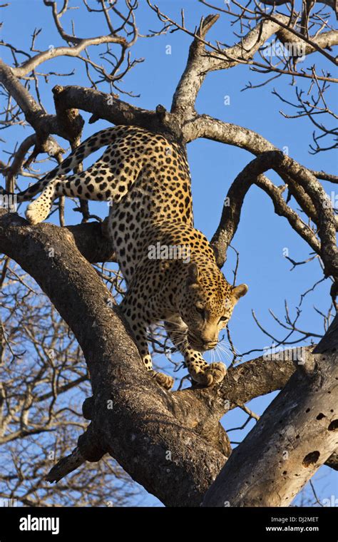 Leopard Panthera Pardus In Tree Climbing Around Stock Photo Alamy