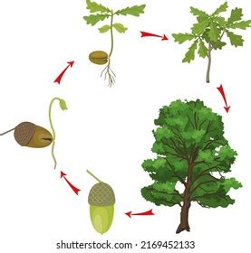 Life Cycle Oak Tree Growth Stages Stock Vector (Royalty Free ...