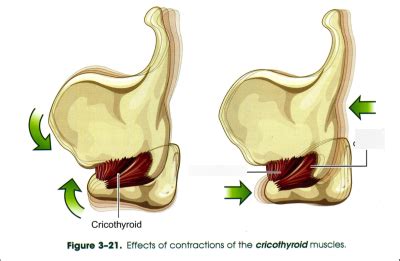 Tensors Anatomy Of Phonation Comd Diagram Quizlet