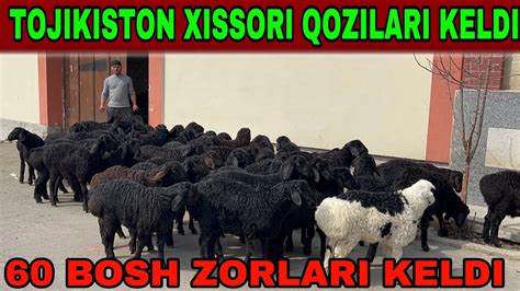 Ta Tojikistondan Xissori Qozilar Keldi