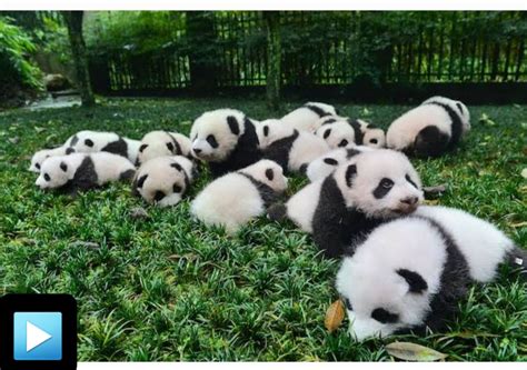 How Do Pandas giant Reproduce?