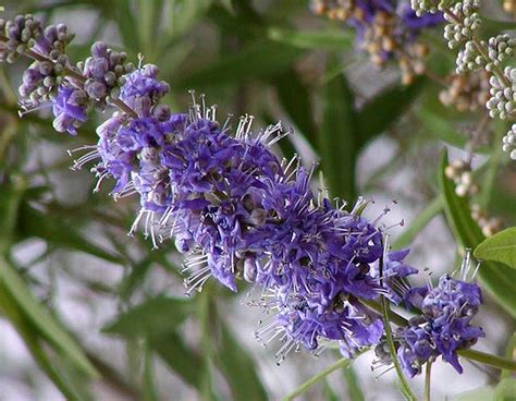 Vitex Agnus Castus Caracter Sticas H Bitat Propiedades Cuidados