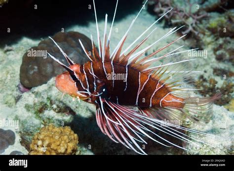 Clearfin Lionfish Pterois Radiata Egypt Red Sea Stock Photo Alamy