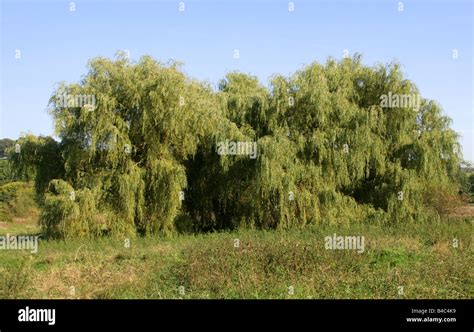 Los Rboles De Sauce Llor N Salix Babylonica Valle De Ajedrez