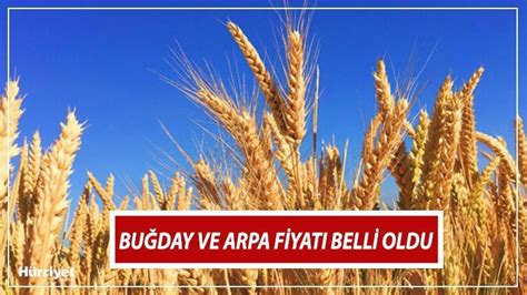 TMO BUĞDAY FİYATLARI 2024 SON DAKİKA BELLİ OLDU TMO buğday ve hububat