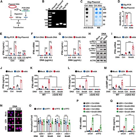 Host RNA N6-methyladenosine and incoming DNA N6-methyldeoxyadenosine 