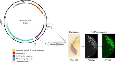 Plasmid Map Of The Reporter Plasmid Generated In This Work Indicated