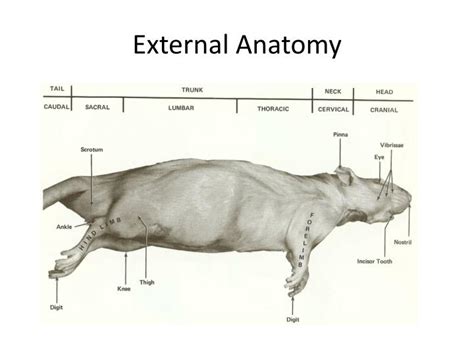 Ppt Rat Dissection Powerpoint Presentation Id1906944