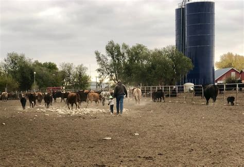 Catching a Sick Calf: A Guide to Early Detection and Recovery - 76