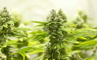 Shop - grow! Magazin