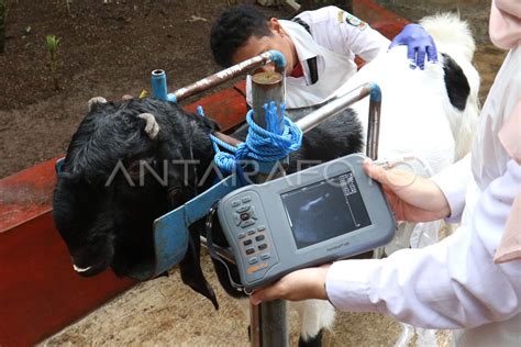 Kambing Perah Suplai Kebutuhan Susu Nasional Antara Foto