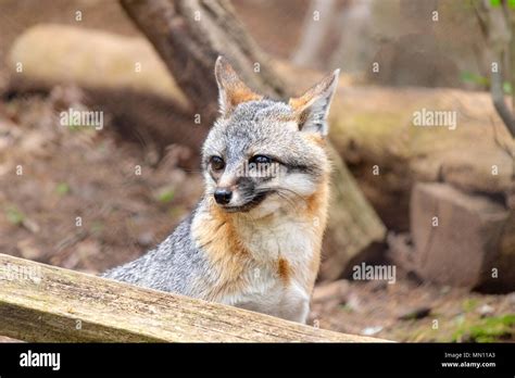 Funny fox face hi-res stock photography and images - Alamy