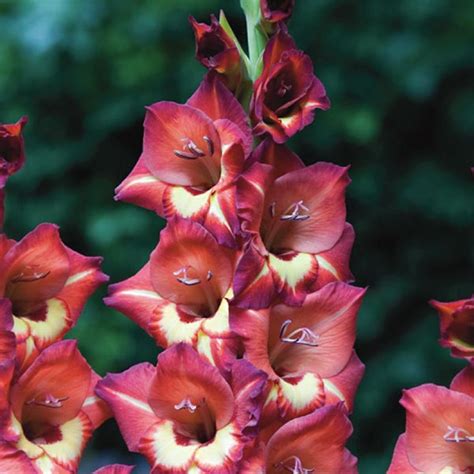 Buy Gladioli Bulbs Online Huge Selection Of Premium Bulbs Pheasantacre