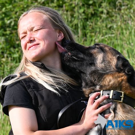 Belgian Malinois (Shepherd) Family Protection Dog | A1K9®