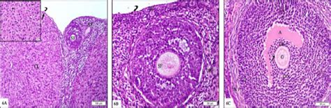 Photomicrographs Of Ovarian H E Stained Sections Of Control Group A